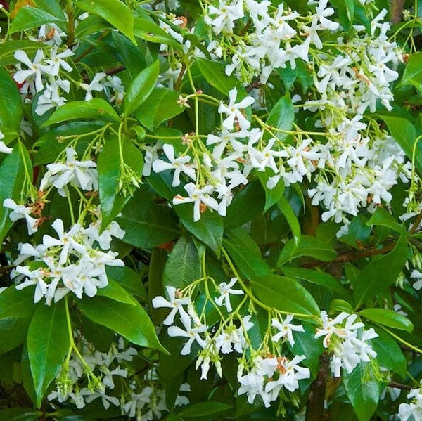 Star Jasmine Seeds
