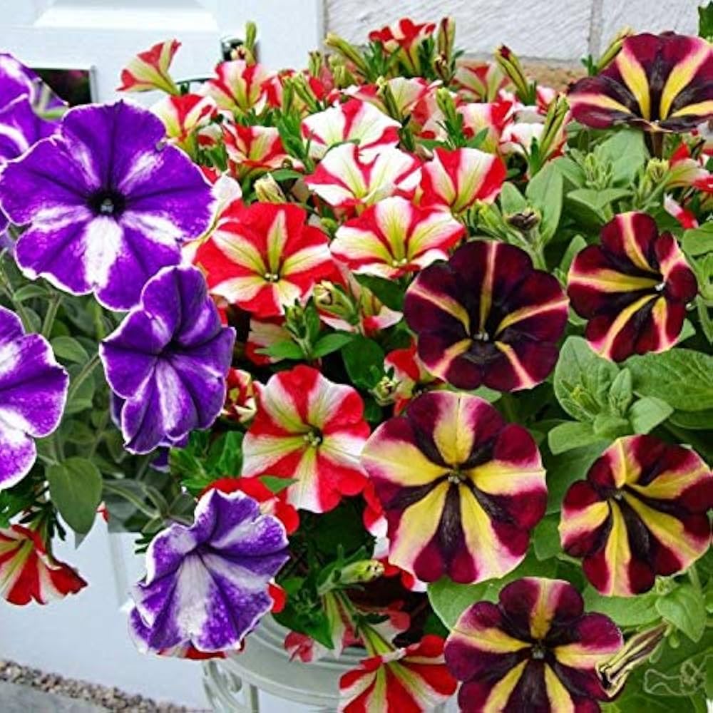 Star Mix Petunia Seeds 