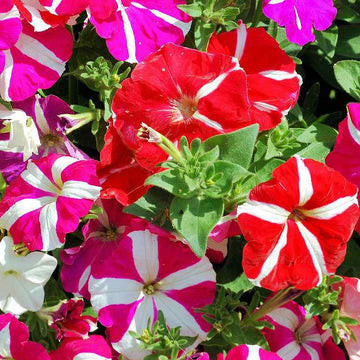 Star Mix Petunia Seeds 