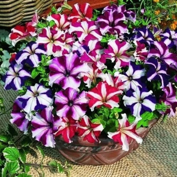 Star Mix Petunia Seeds 