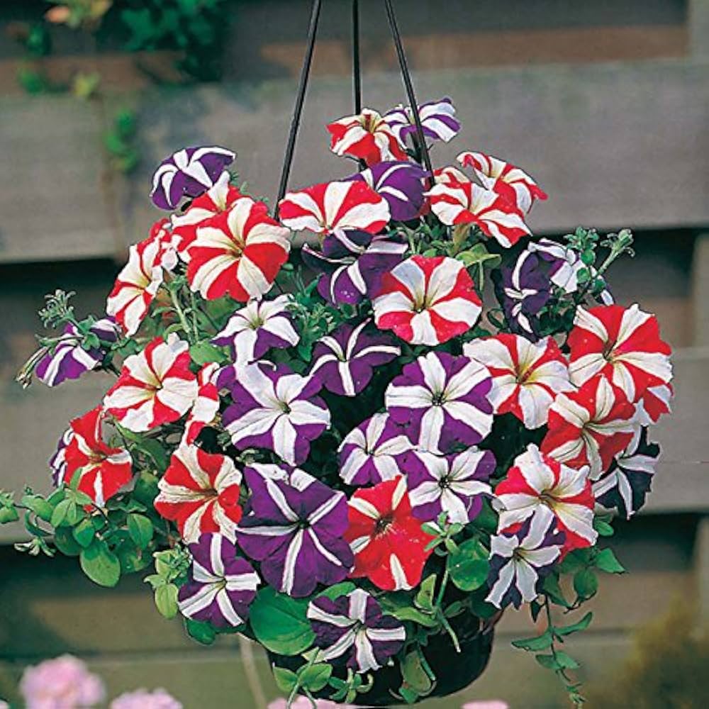 Star Mix Petunia Seeds 