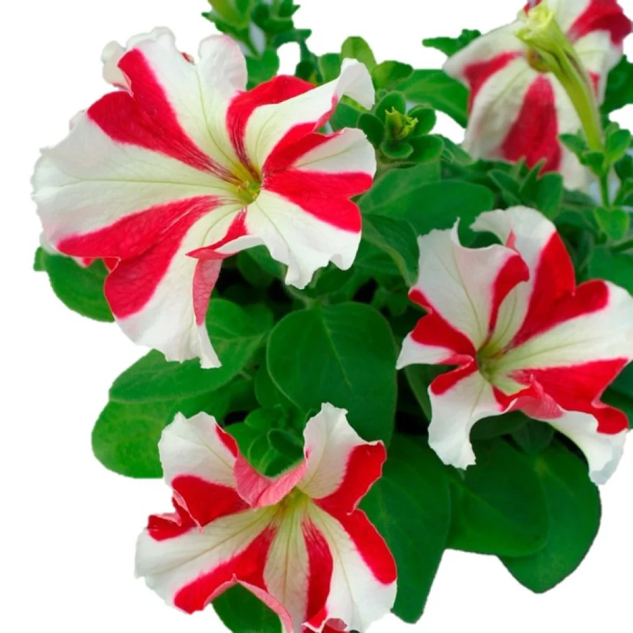 Star Mix Petunia Seeds 
