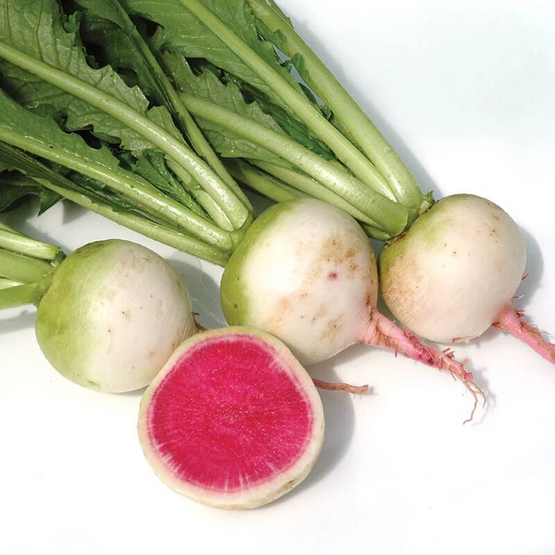 Starburst Mix Radish Seeds