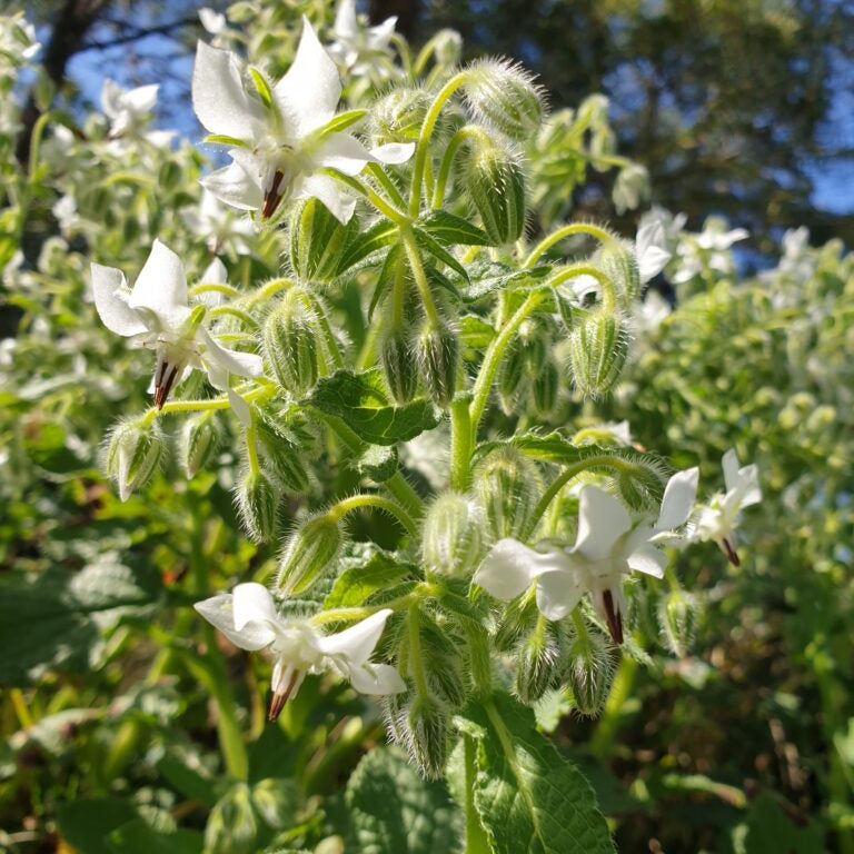 Starflower Borage Seeds