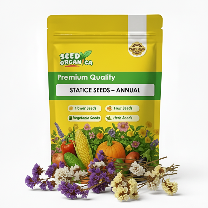 Statice Seeds – Annual