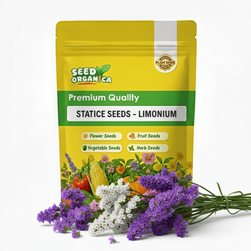 Statice Seeds – Limonium