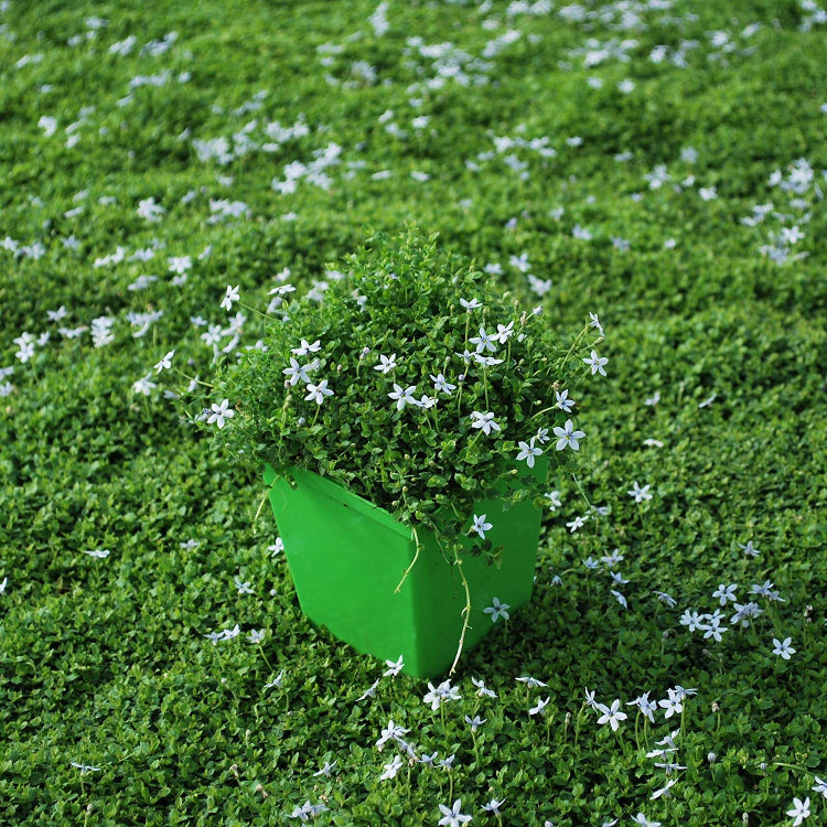 Stepable Ground Cover Seeds