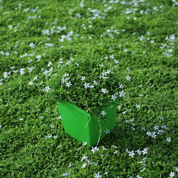 Stepable Ground Cover Seeds