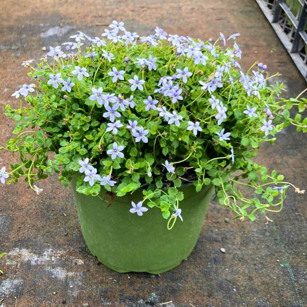 Stepable Ground Cover Seeds
