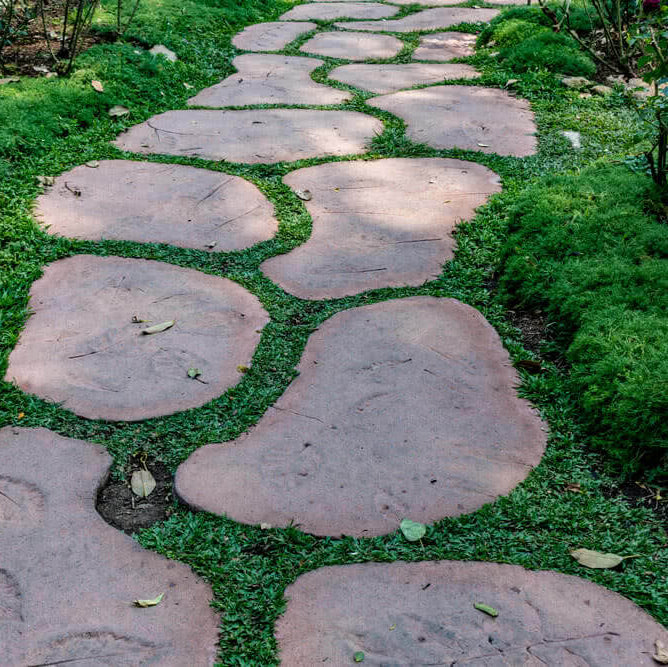 Stepable Ground Cover Seeds