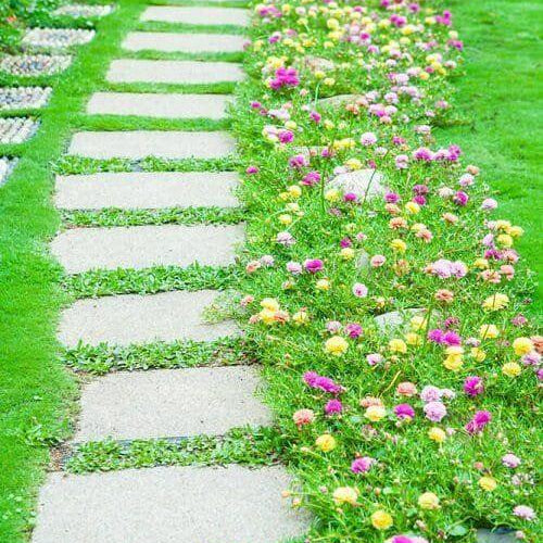 Stepable Ground Cover Seeds