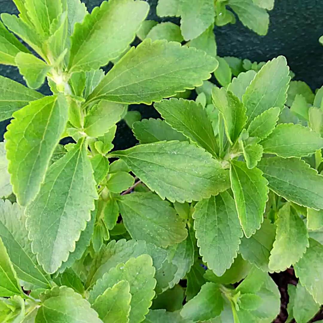 Stevia Seeds – Stevia rebaudiana