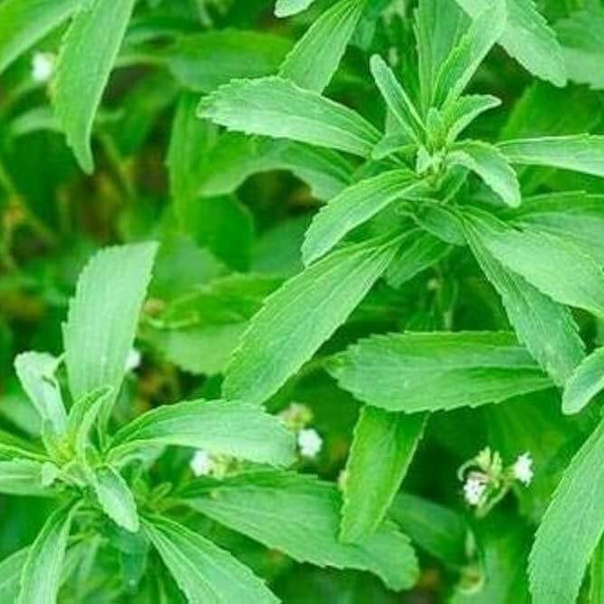 Stevia Seeds – Sweet
