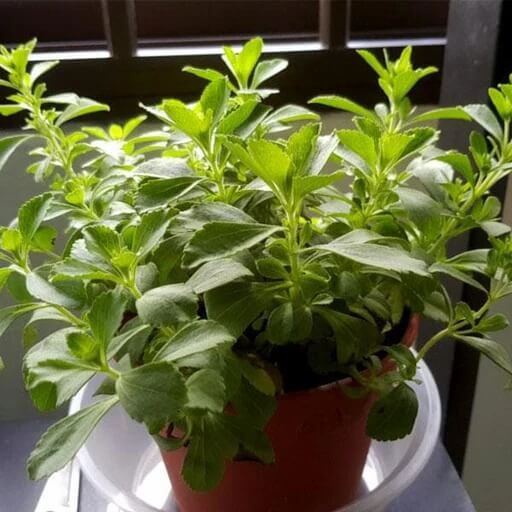 Stevia Seeds – Stevia rebaudiana