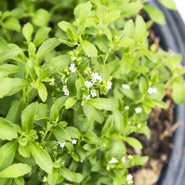 Stevia Seeds – Sweet