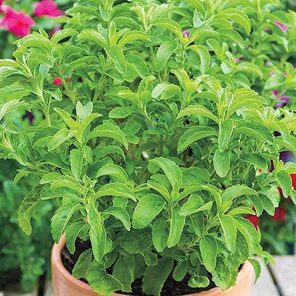 Stevia Seeds – Stevia rebaudiana
