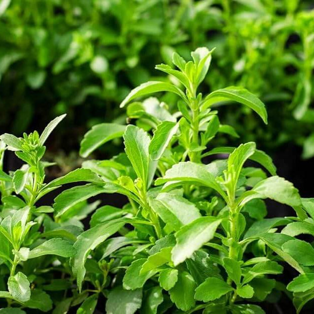 Stevia Seeds – Sweet