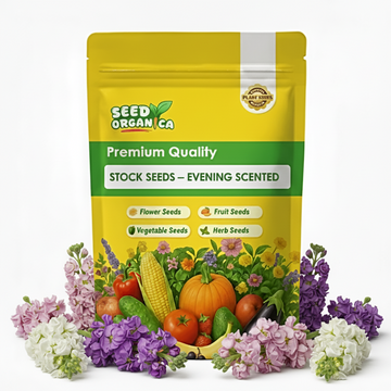 Stock Seeds – Evening Scented
