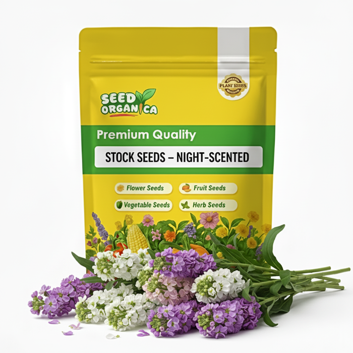 Stock Seeds – Night-Scented