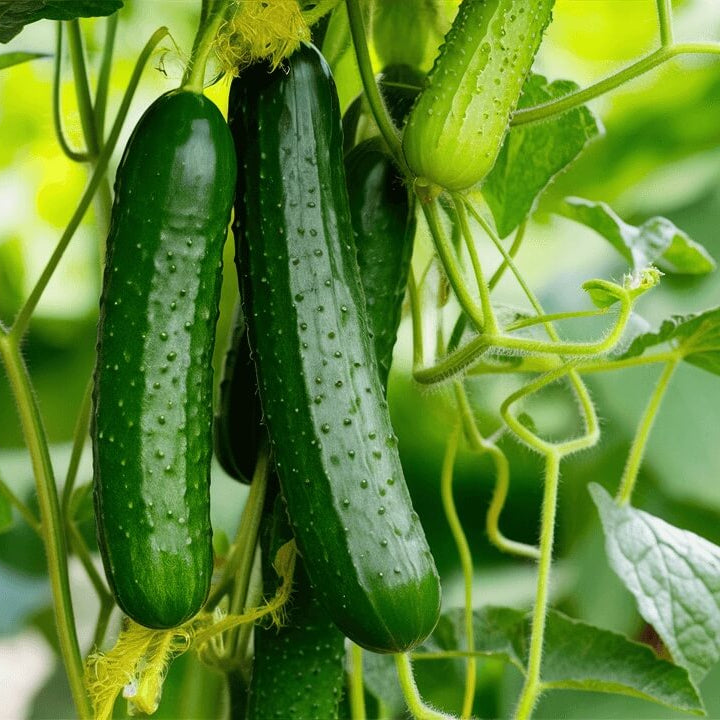 Straight Eight Cucumber Seeds
