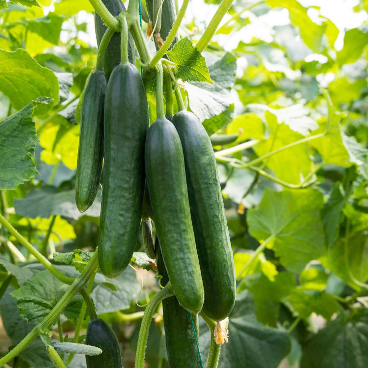 Straight Eight Cucumber Seeds