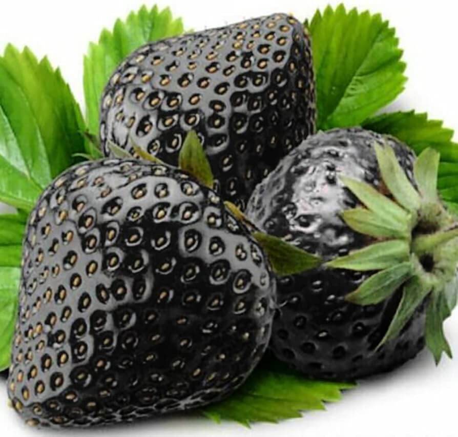 Strawberry Seeds – Black
