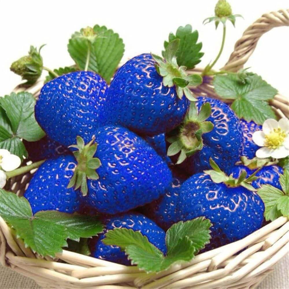 Strawberry Seeds – Blue