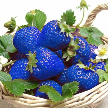 Strawberry Seeds – Blue