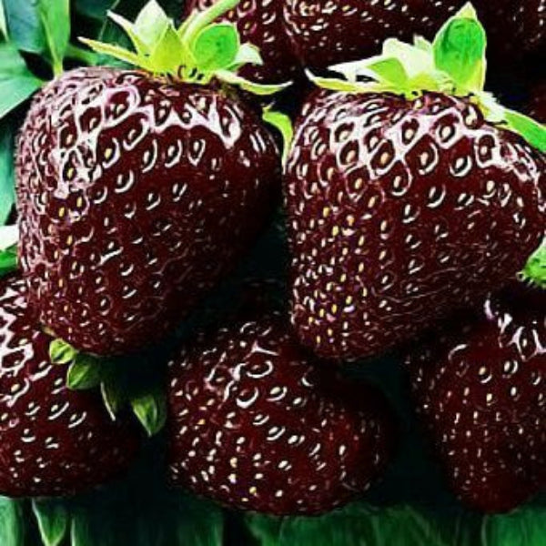 Strawberry Seeds – Brown