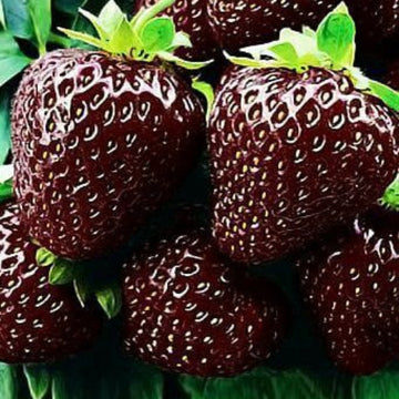 Strawberry Seeds – Brown