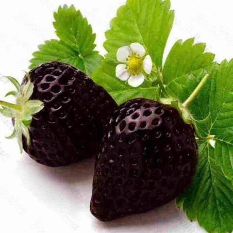 Strawberry Seeds – Brown