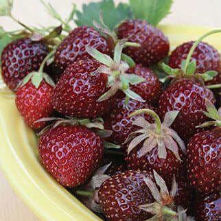 Strawberry Seeds – Burgundy