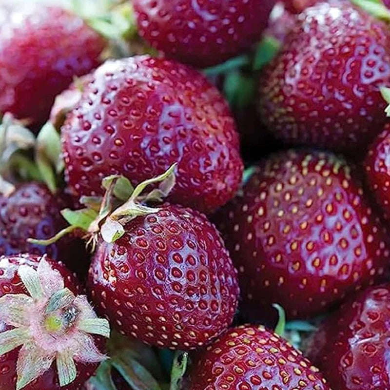 Strawberry Seeds – Burgundy
