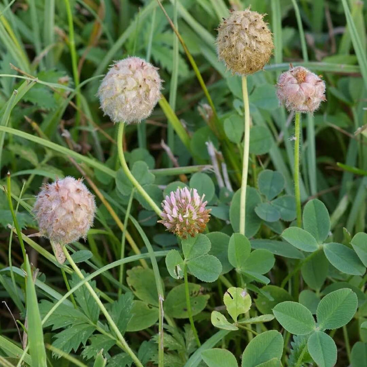 Strawberry Clover Seeds