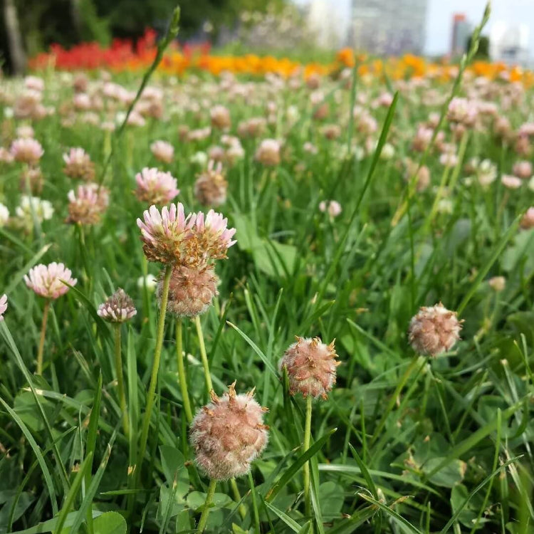 Strawberry Clover Seeds