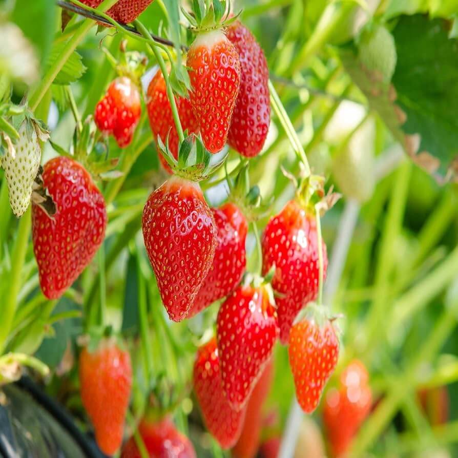 Strawberry Seeds – Eversweet Everbearing