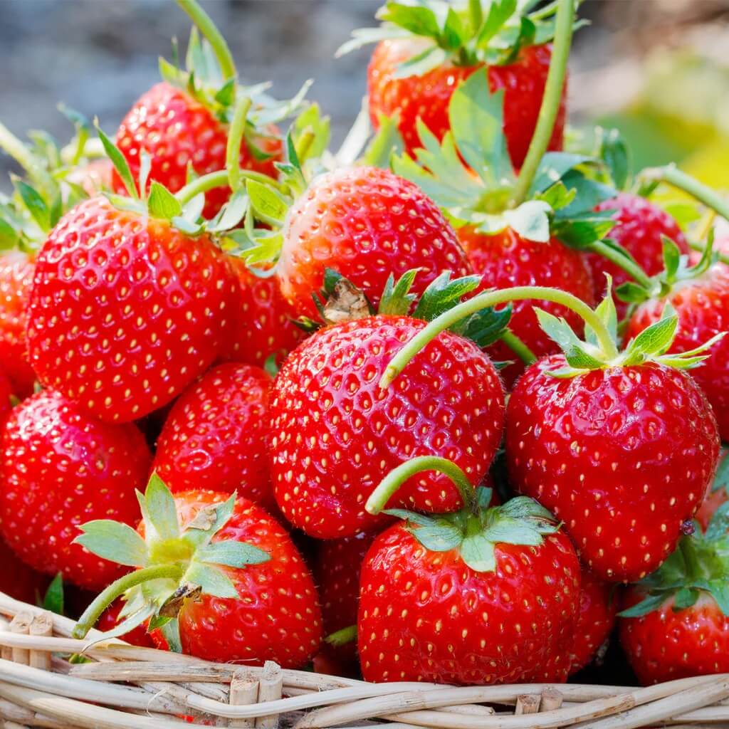 Strawberry Seeds – Eversweet Everbearing