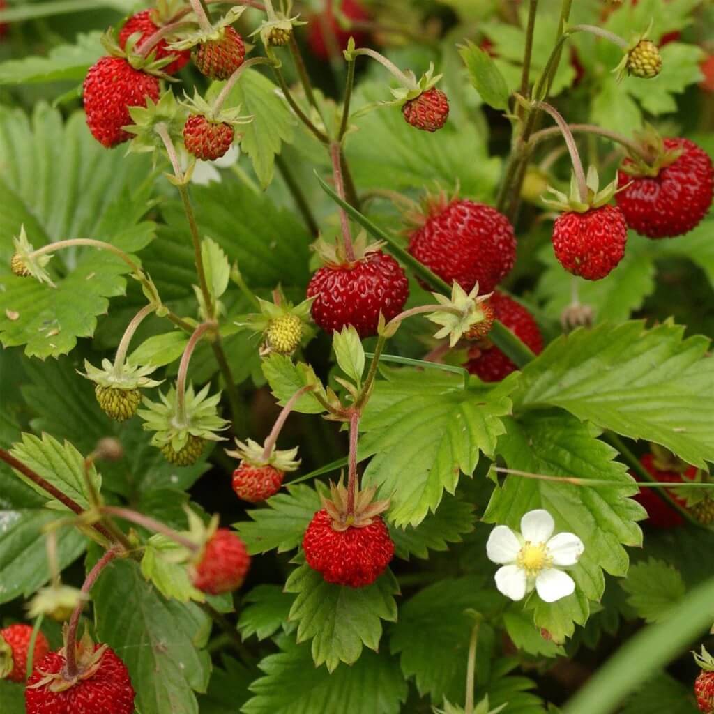 Strawberry Seeds – Fragaria vesca