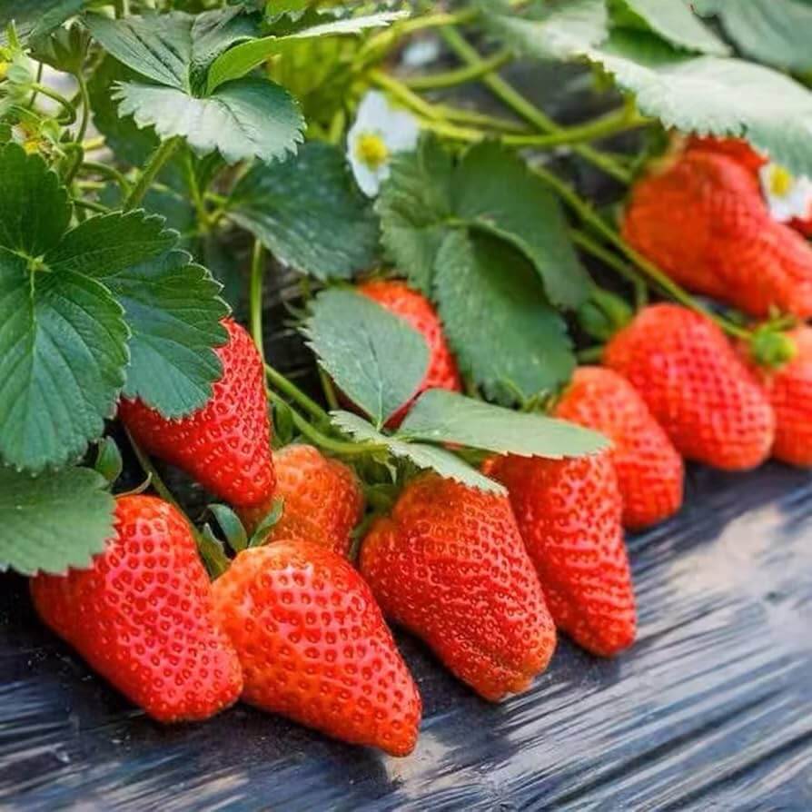 Strawberry Seeds – Giant