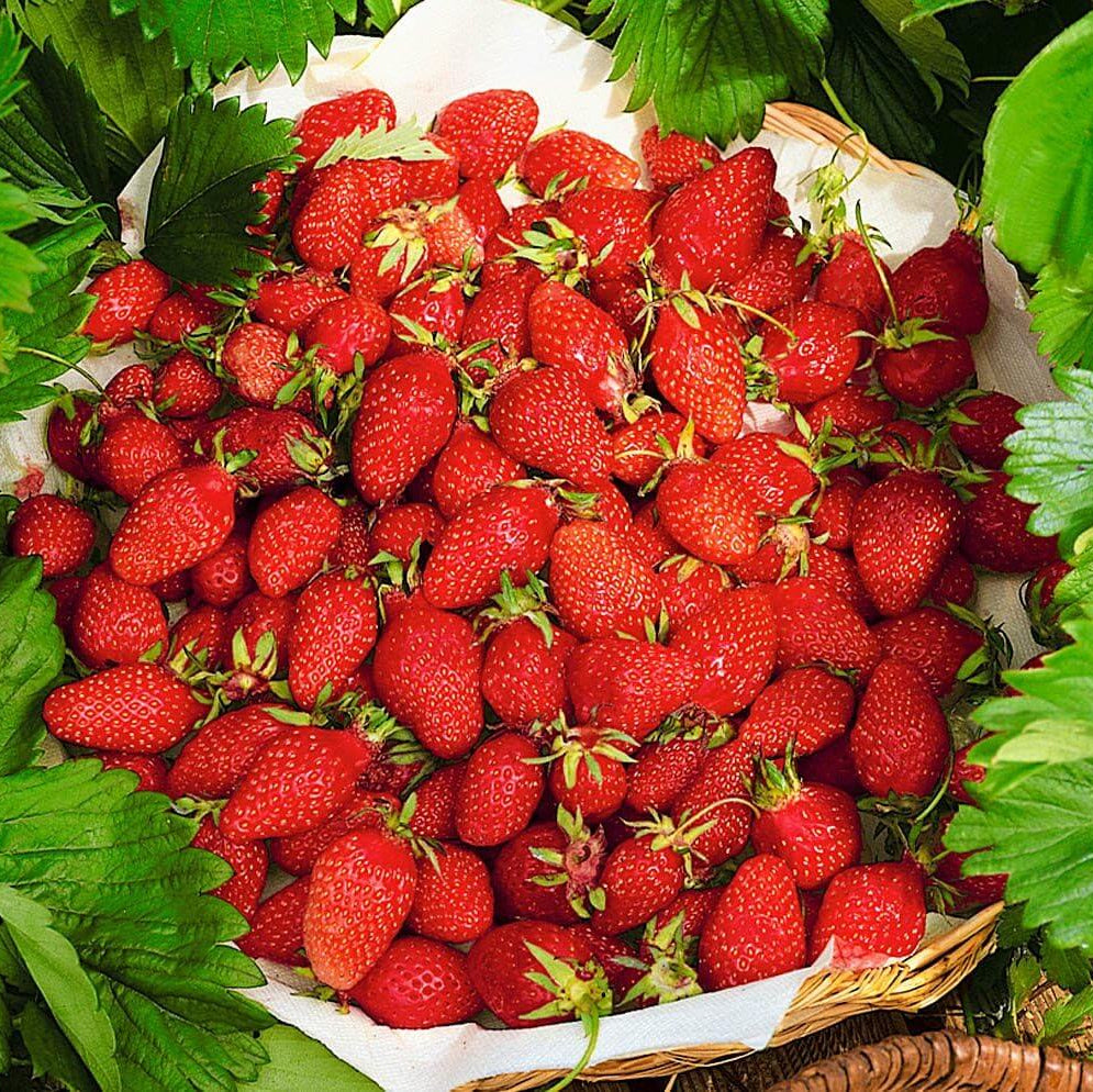 Strawberry Seeds – Giant