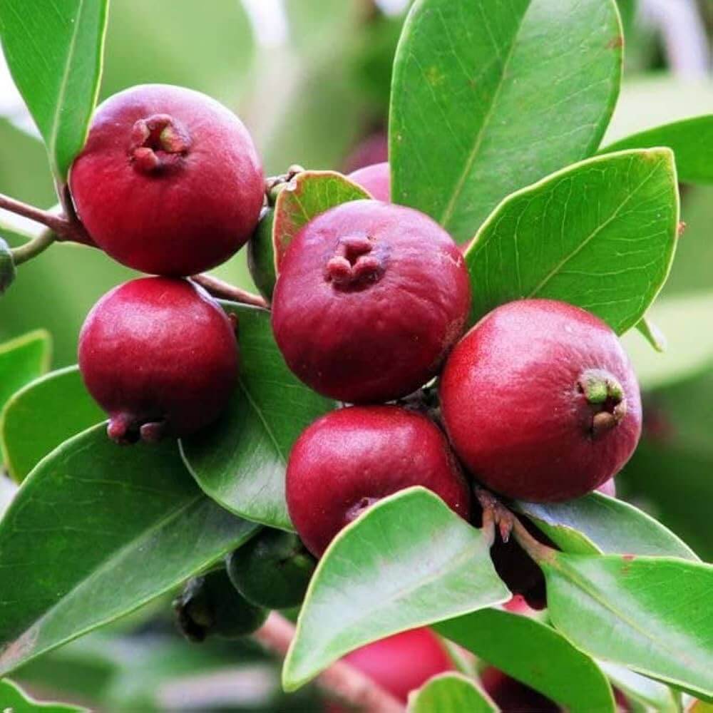 Strawberry Guava Seeds