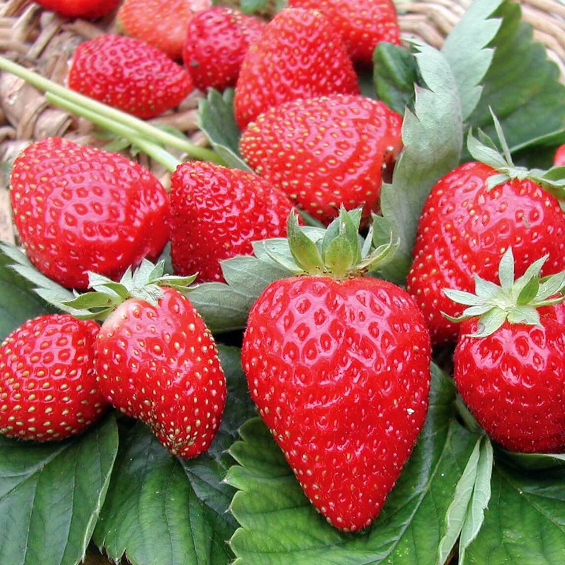 Strawberry Seeds – Hokowase