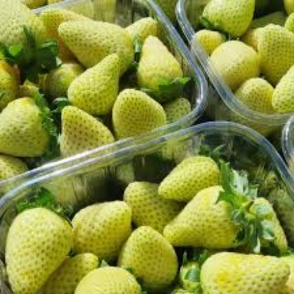 Strawberry Seeds – Light Green
