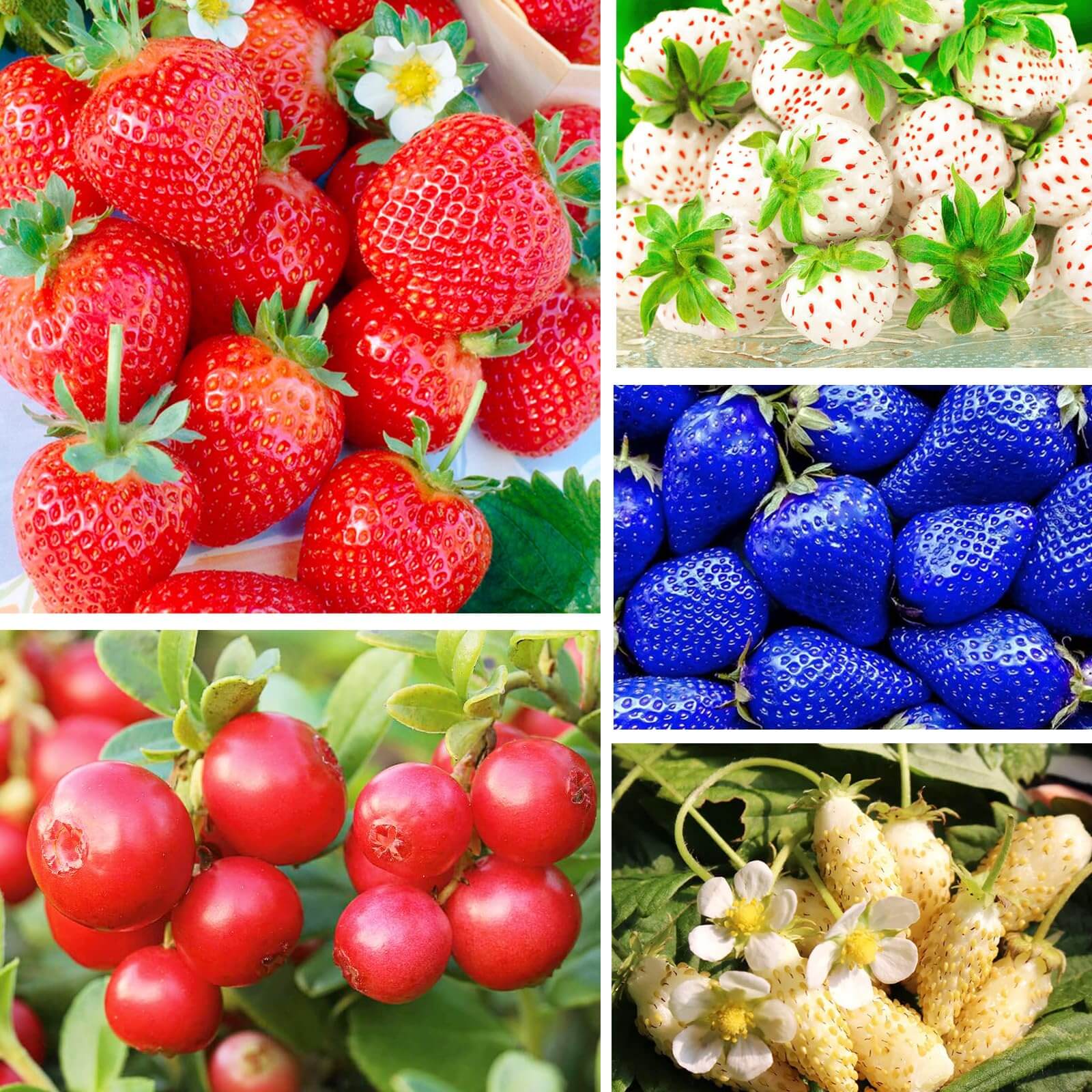 Strawberry Seeds – Mixed