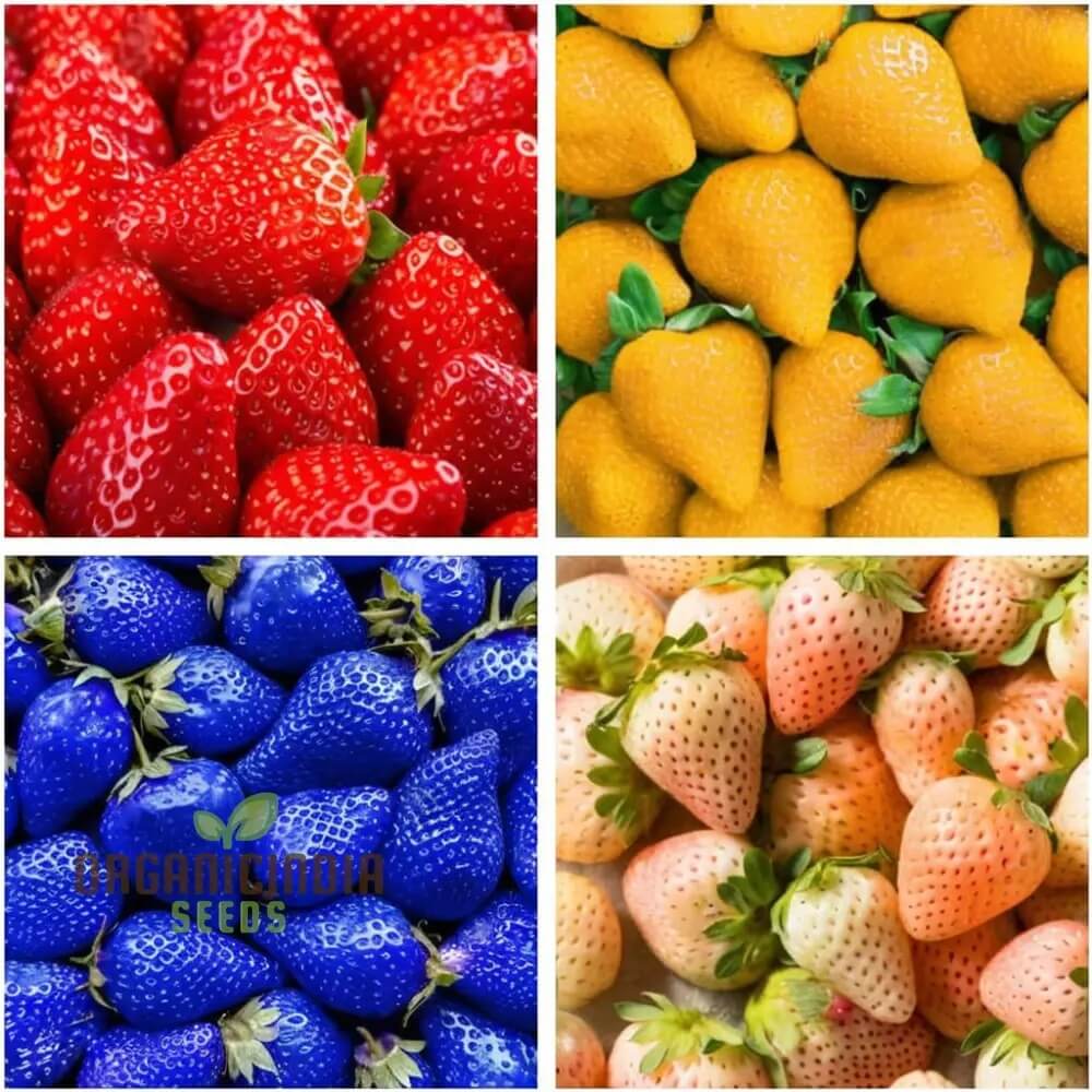 Strawberry Seeds – Mixed