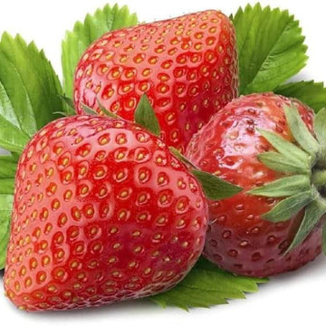 Strawberry Seeds – Orange