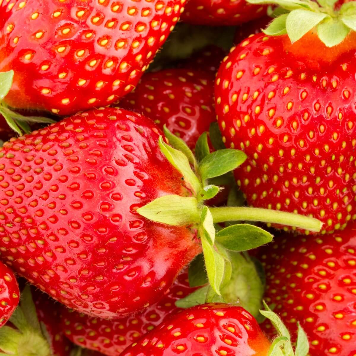 Strawberry Seeds – Ozark Beauty