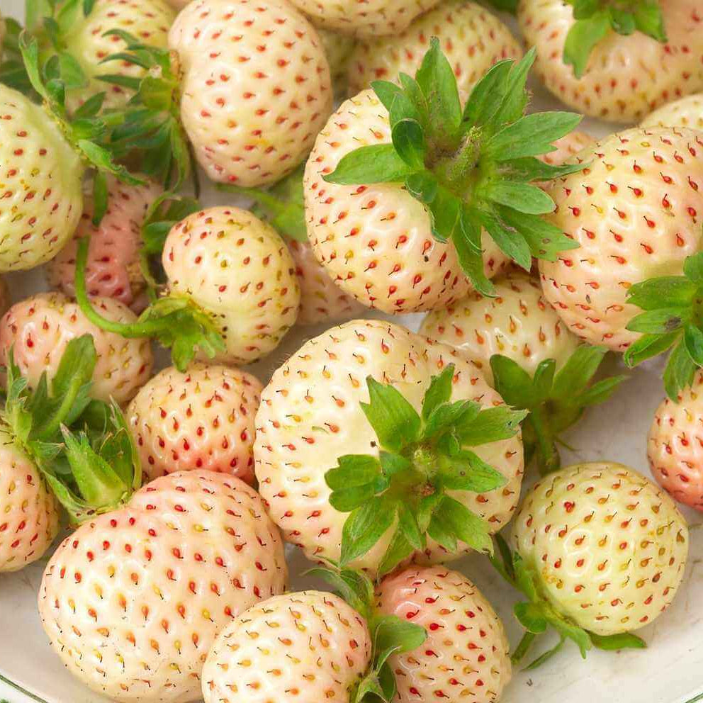 Strawberry Seeds – Pineberry