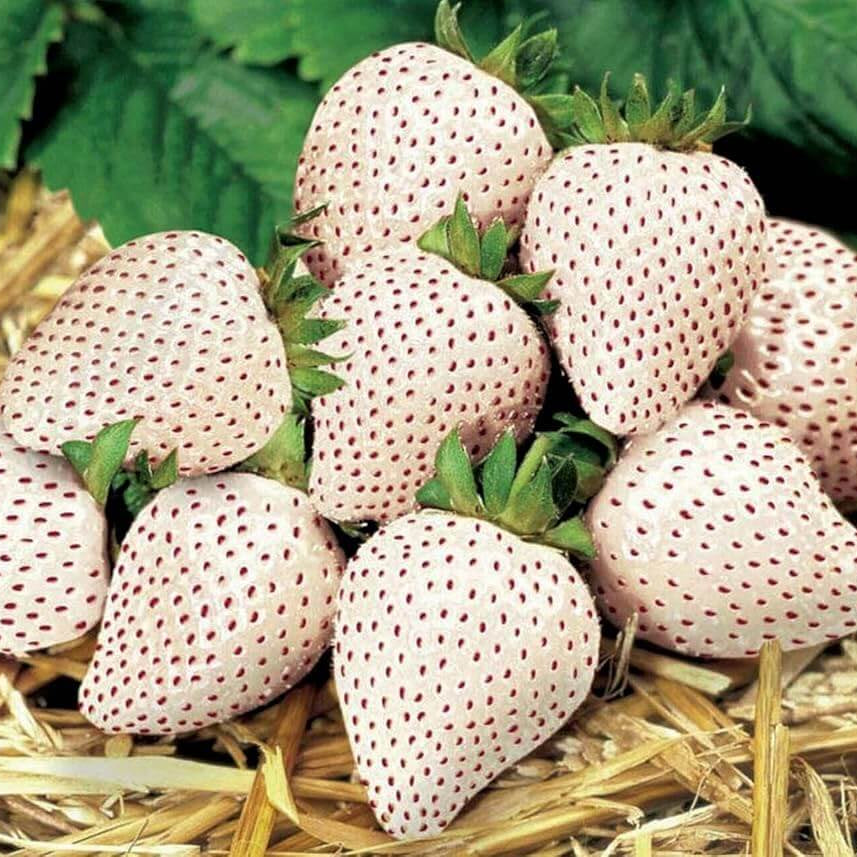 Strawberry Seeds – Pineberry White