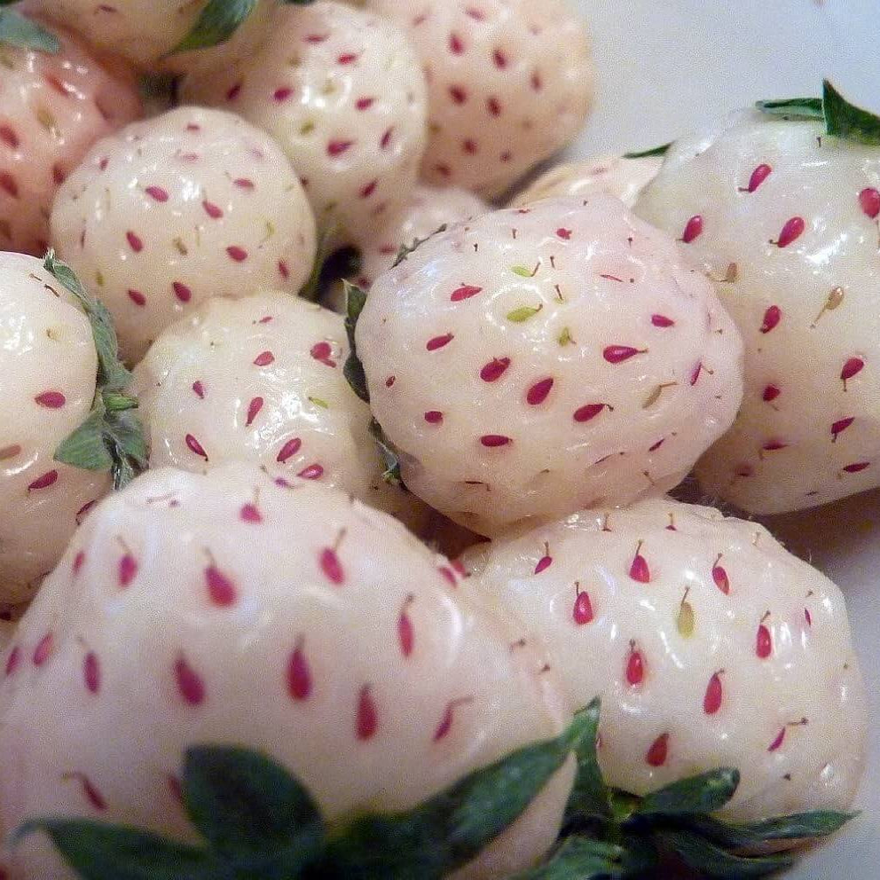 Strawberry Seeds – Pineberry White